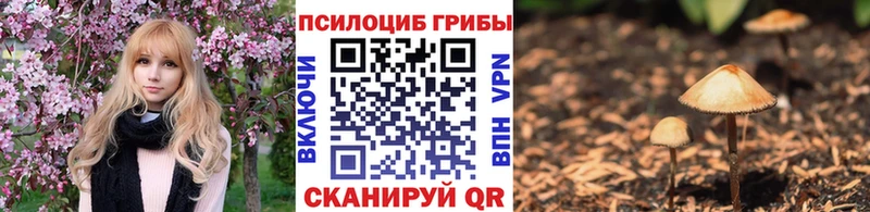 Купить где  Суздаль  Галлюциногенные грибы мицелий 